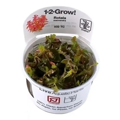 Rotala macrandra 1-2-grow